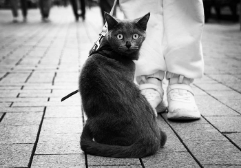 Котофото / ...