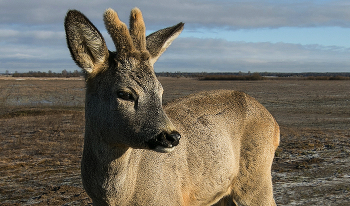 Потеряшка. / Молодой косулёнок отбился от стаи и бродил вдоль дороги.