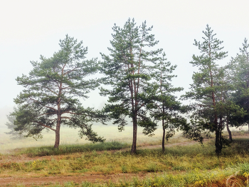 Сосны и туман.. / Утро туманное летним утроим. Окраина леса. Сосны и за ними туман. Тропа между соснами слева на право. А за соснами поле и туман..