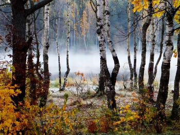 Утреннее.......... / Петербург. Осиновая Роща. Октябрь