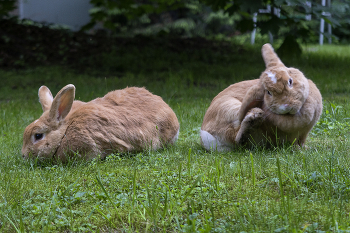Неразлучные / газон у дома,кролики пасутся