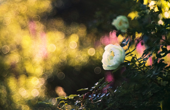 Июньские цветы / На рассвете