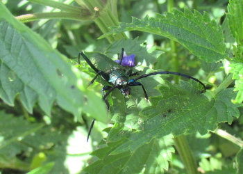 Зеленый мир / Жук усач мускусный или aromia moschata, спрятавшийся в крапиве.