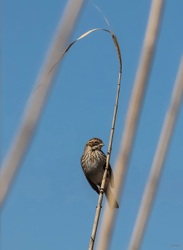  / Камышовая, или Тростниковая овсянка (Emberiza schoeniclus). Самка