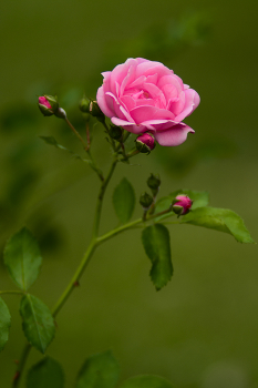 Красотка / В городском парке Минска. Снимай сколько хочешь.