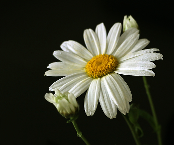 Ромашка с детками / ***