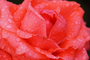 Алая роза в слезах / Дожди
