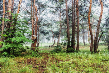 Когда туманно / В лесу утром туманным.. В гостях у белочки. Там где кормушка для птиц и белок. Сосны в лесу. И вдали еще туман рассеивается. Летним утром в июне туман.