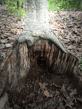  / back to your roots