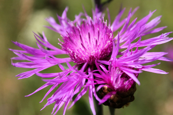 Растрёпыш / Что за цветок, даже не знаю
