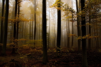 Лесные туманы / Осенний лесной пейзаж.