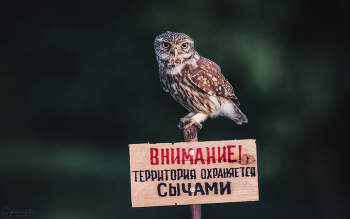 Всё под контролем! / Поехал на фотосессию с сычиками, а оказался на охраняемой территории с такими вот строгими охранниками. :) С прошлого года вынашивал идею с присадами подобного вида, и вот...
Размер таблички по длинной стороне 20см - это для оценки размеров самой птицы тем, кому интересно.