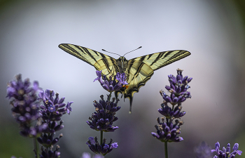 Аромат лаванды / Без комментариев