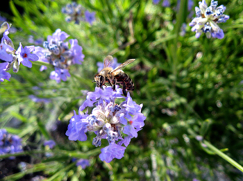Лаванда / пчела, лаванда
