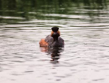 черношейная поганка.. / интересная, красивая небольшая...