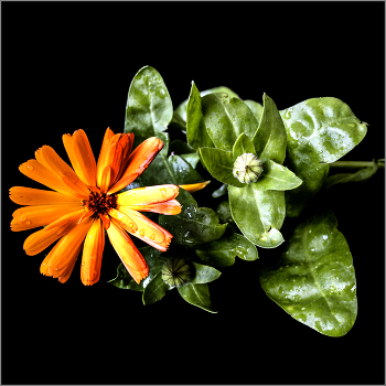 &nbsp; / Натюрморт