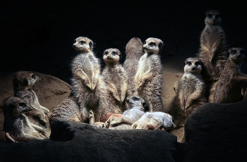 Заседатели / ***