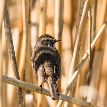 &nbsp; / Варакушка (Luscinia svecica). Самка