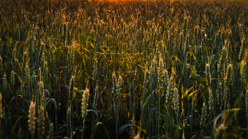 В поле на рассвете. / ...