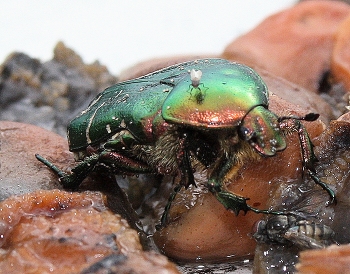 Пирушка на пищевых отходах. / " " "