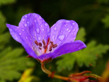 Капли росы в лепестках / Капли росы в лепестках