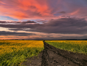 Цветные сны полей / Цветные сны полей