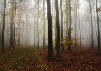 По осенним листьям / Утро в осеннем лесу.