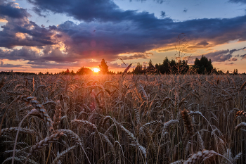 Июль / Фотография заката в пшеничном поле