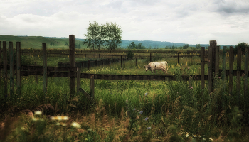 На окраине села Япрыково / лето, корова, забор, трава