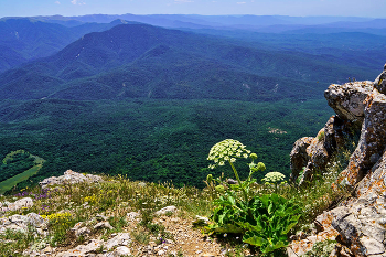 Борщевик / Крым. Чатыр-Даг. Вершина Эклизи-Бурун