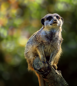 Сурикатик / ***