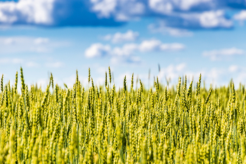 Колоски / пшеничное поле