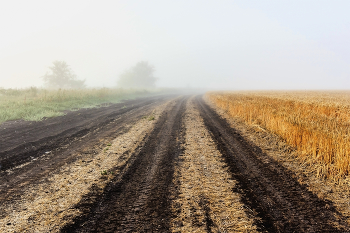 Дорога в туман.. / Дорога мимо поля уходящая вдаль, в туман.. Направляющие линии дороги. Утром туманным около поля с пшеницей. Когда созревает хлеб.. Сильный туман утром летним. Только наступил рассвет и туман утром. На окраине городской среды около поля утром туманным..