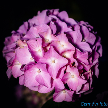 Гортензия / Вечерние цветы
