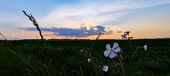 Цветы в закате / агрогородок Вертелишки (Гродненская область, Гродненский район)