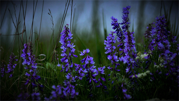 Вечерняя вика / Горо́шек, или ви́ка (лат. Vicia) — крупный род цветковых растений семейства Бобовые