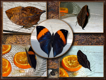 Осенний лист / Каллима- бабочка листовидка.
Верхняя сторона крыльев ярко окрашенная в различные цвета. Нижняя- по окраске похожа на засохший лист дерева.