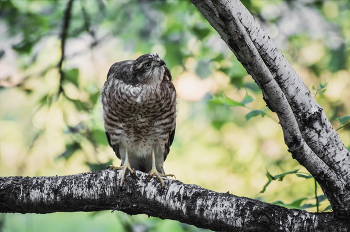 подросток.. / потому, грозного вида не получается...