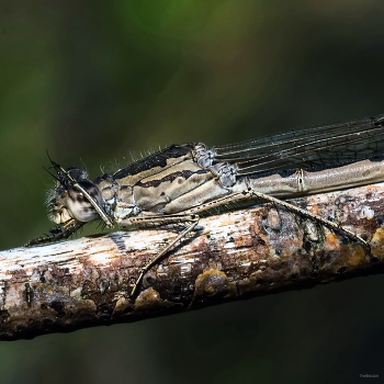 Ах, оставьте... / Лютка тусклая (Sympecma fusca)