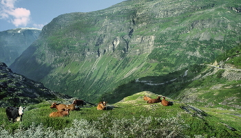 Высокогорное стадо в Норвегии... / Похоже, бык за нами следит...