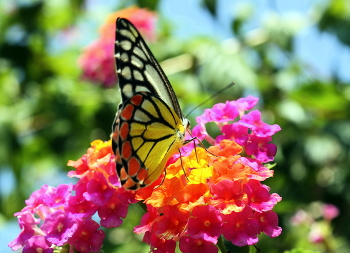 Бабочка на лантане / ...