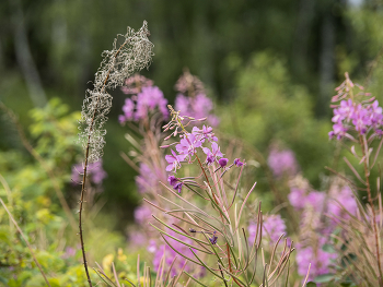 Иван чай / лето