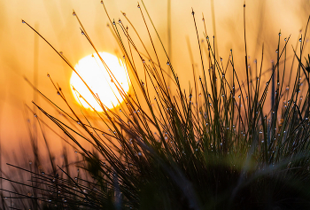 Росное утро / Росное утро