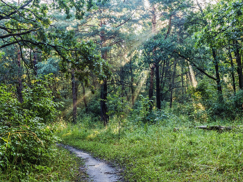 После дождя в лесу.. / Утром в лесу, после ночного дождя. Когда солнца свет проникает в лес после рассвета. В час после рассвета в лесу. Лучи солнечного света в ветвях деревьев. Утро, лес, свет лучей через деревья.. И по тропинке в глубин леса....