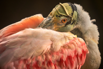 Птиц / Птиц Птиц