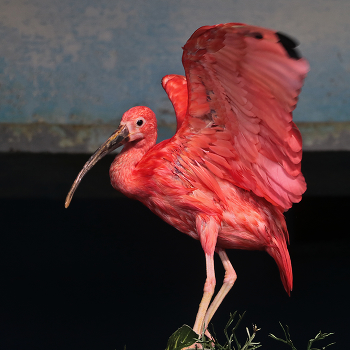 Танцующий фламинго / в океанариуме Крокус-сити