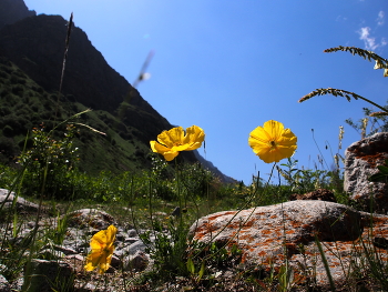 Желтые маки на фоне гор / Алаарчинское ущелье. Июнь 22