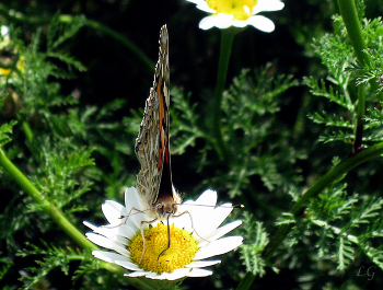 Дневная бабочка / в парке, бабочка,ромашки