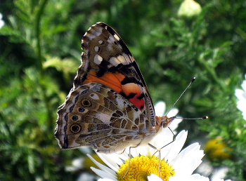 &nbsp; / лето, дневная бабочка