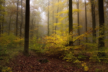 Краски осени / Осенний лесной пейзаж .